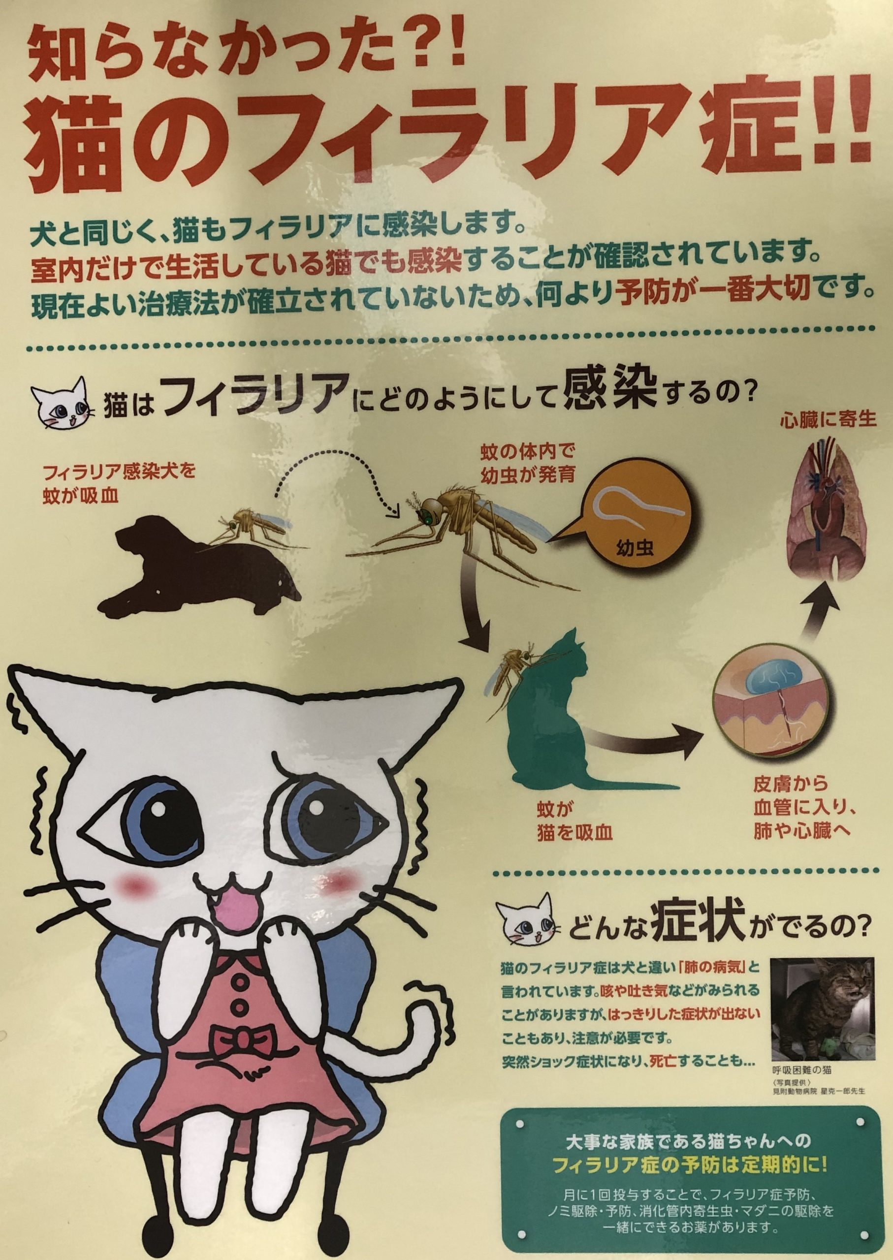 猫 の フィラリア 症