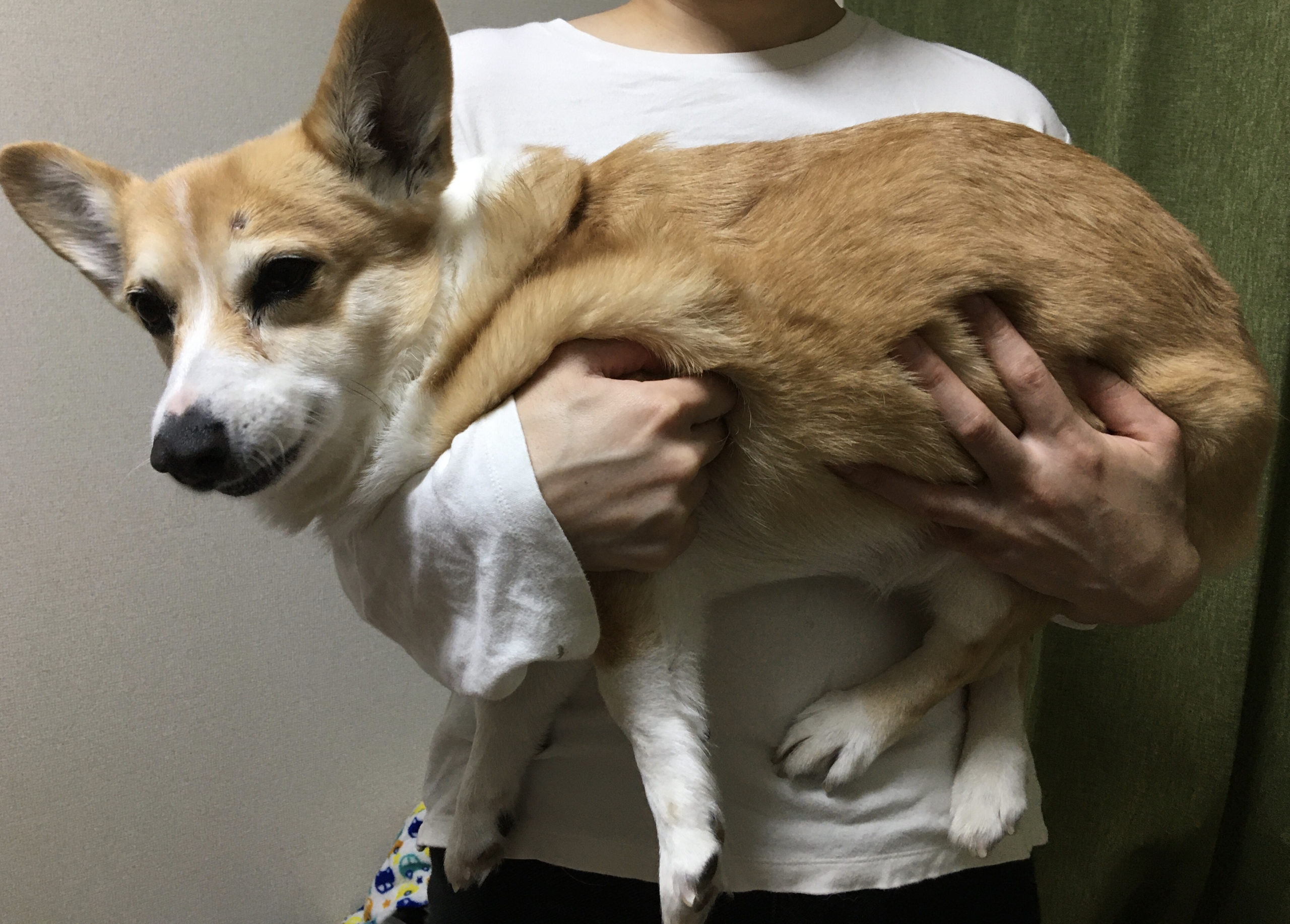 犬 抱っこ すると 痛 が る